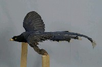 臺灣藍鵲藏品圖，第6張